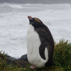 Macaroni penguin at Erratic Point