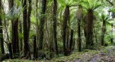 The lush green of a NZ West Coast Bush